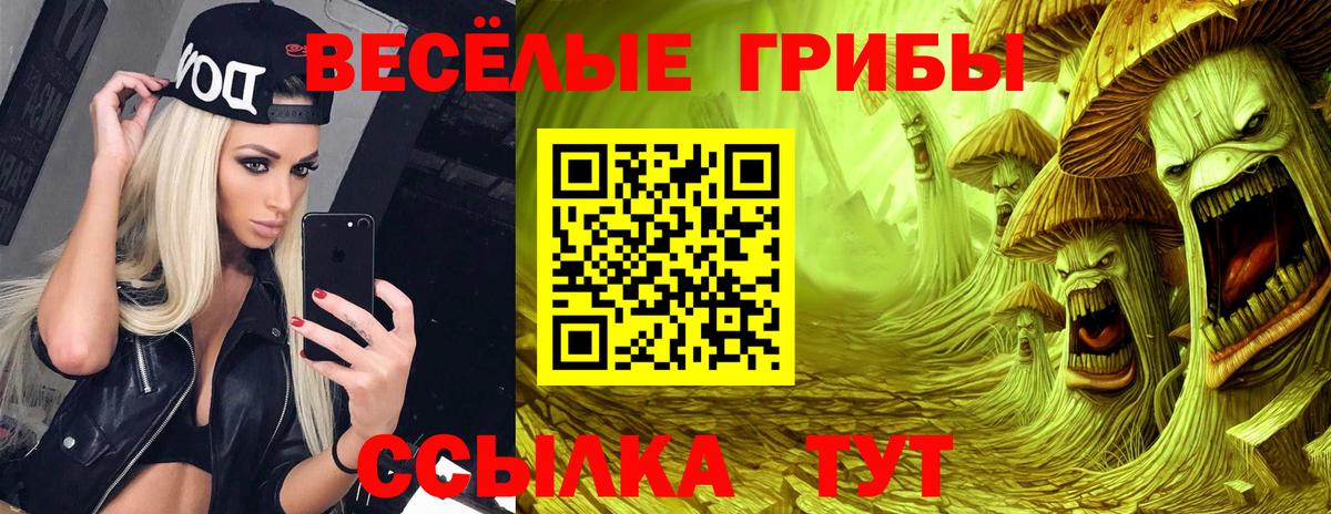 Псилоцибиновые грибы Psilocybe Ачинск